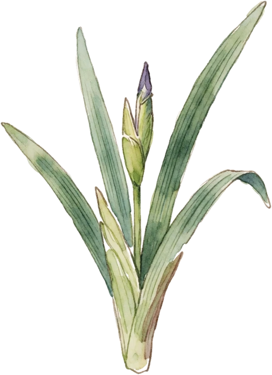 Botanical illustration of Siberian Iris