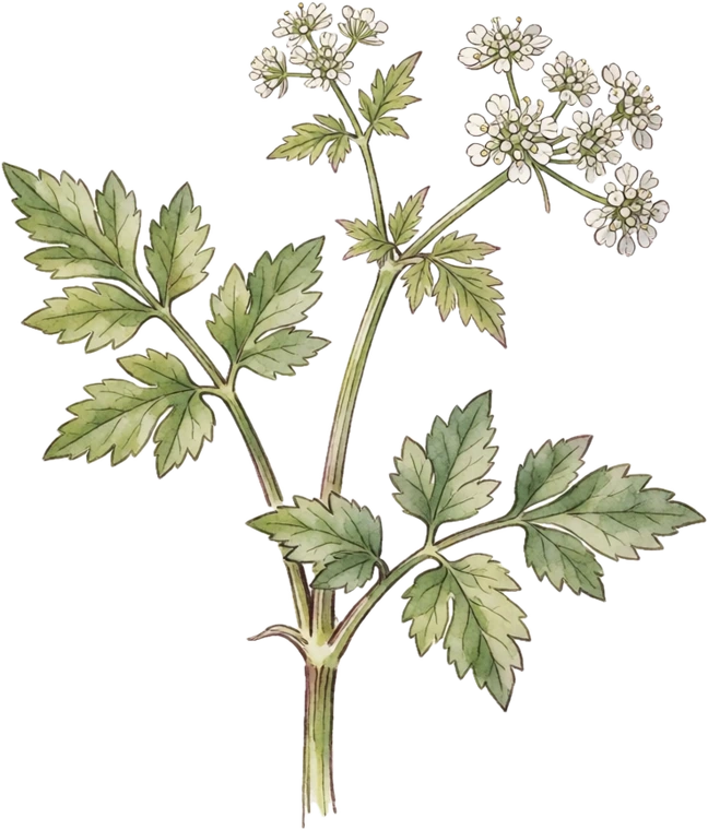 Botanical illustration of Skirret