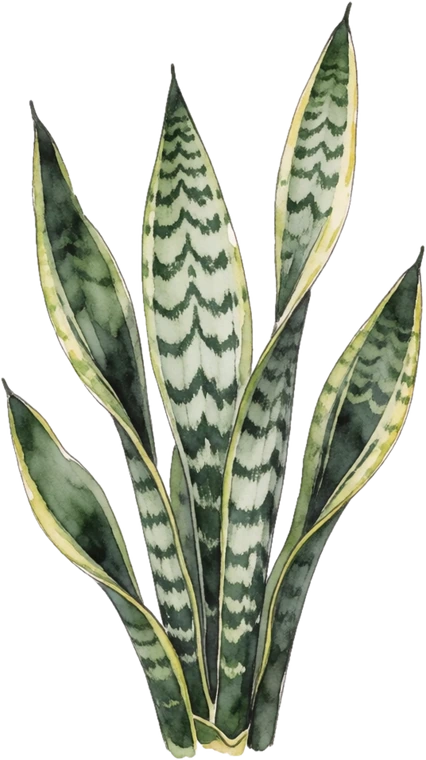 Botanical illustration of Snake Plant