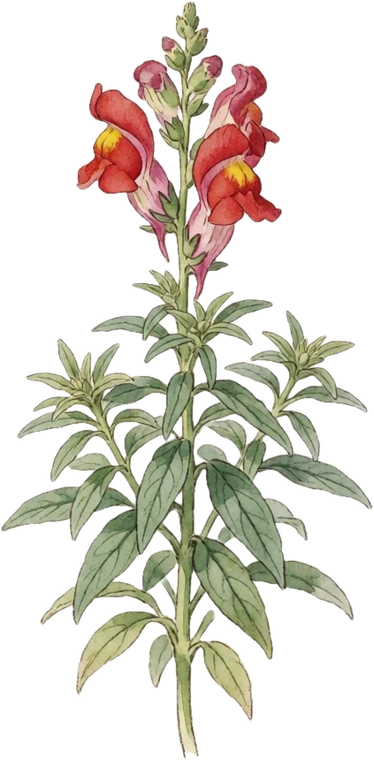 Botanical illustration of Snapdragon