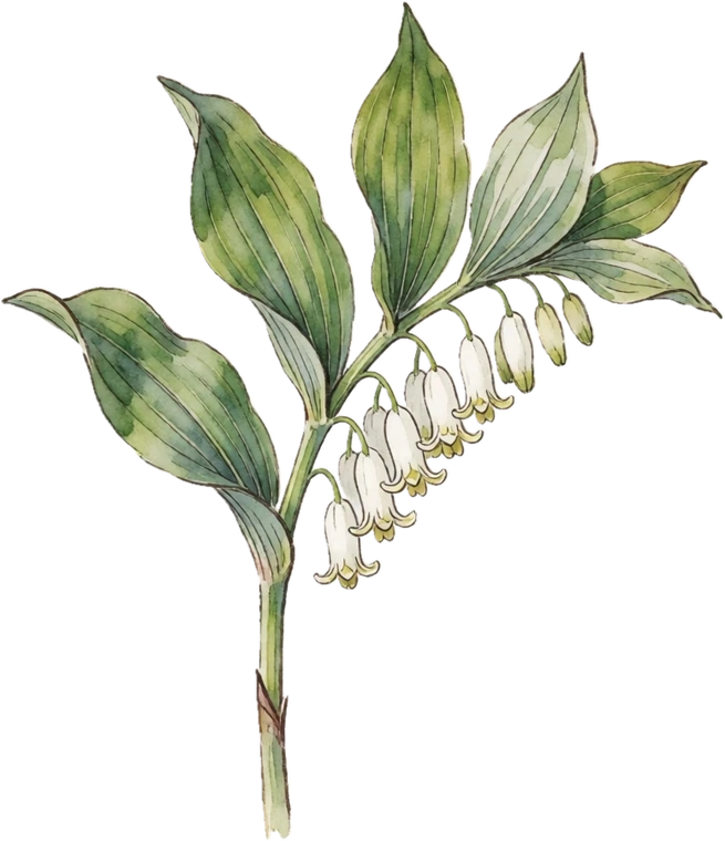 Botanical illustration of Solomon's Seal