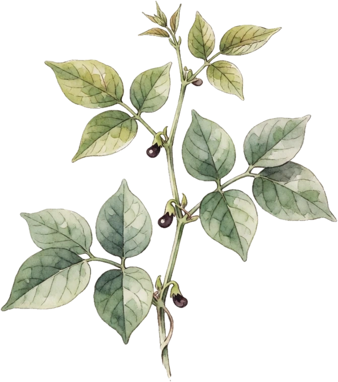 Botanical illustration of Southern Pea (Cowpea/Black-Eyed Pea)