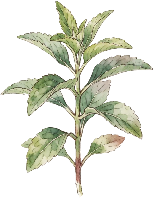 Botanical illustration of Stevia