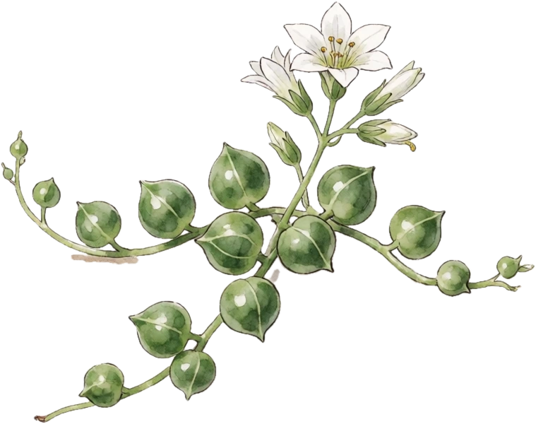 Botanical illustration of String of Pearls