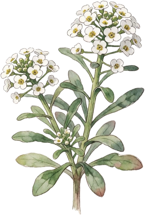 Botanical illustration of Sweet Alyssum