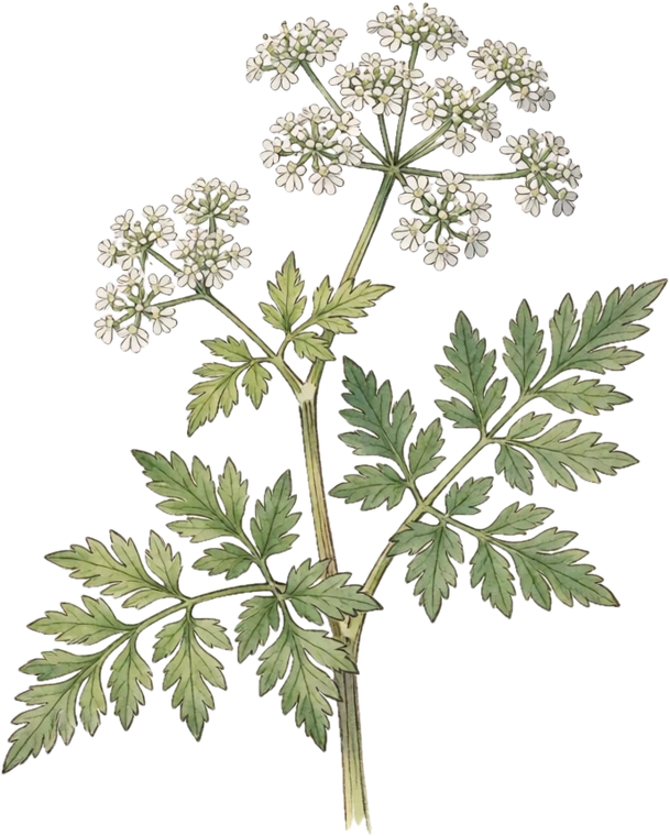 Botanical illustration of Sweet Cicely