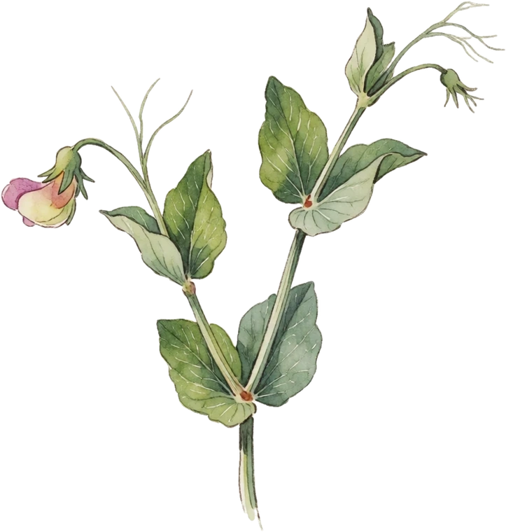 Botanical illustration of Sweet Pea