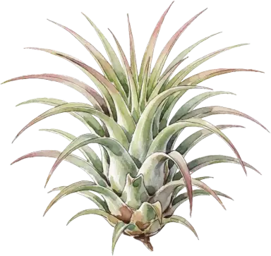 Air Plant