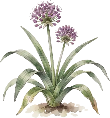 Ornamental Allium