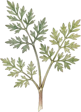 Caraway