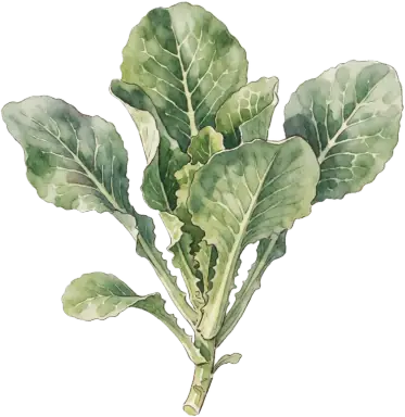 Celtuce (Stem Lettuce)