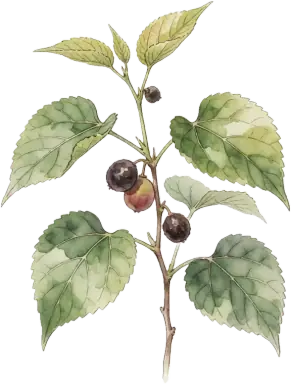 Che (Chinese Mulberry)