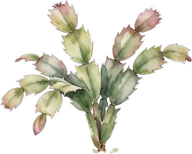 Holiday Cactus