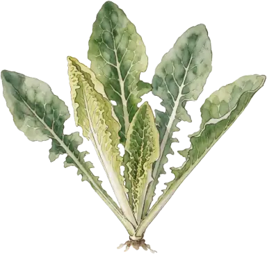 Endive & Escarole