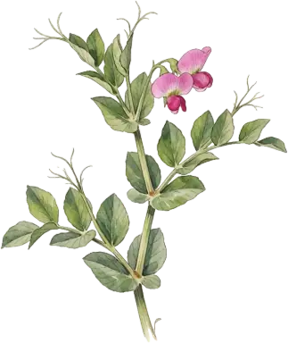 Field Pea (Austrian Winter Pea)