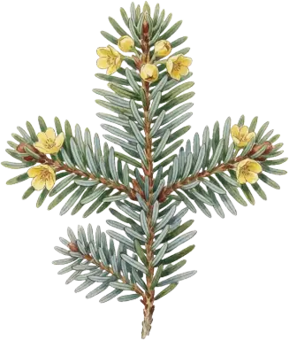 Fraser Fir