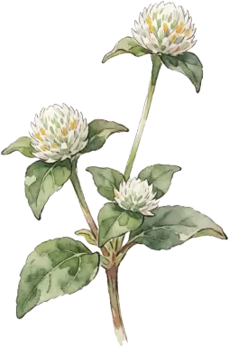 Globe Amaranth