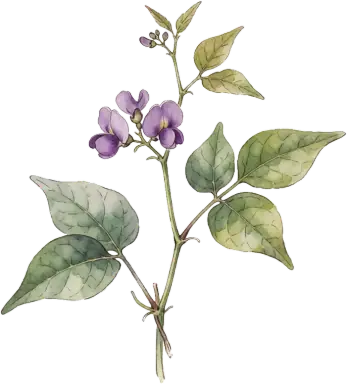 American Groundnut
