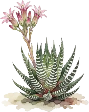 Haworthia (Zebra Plant)