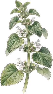 Horehound