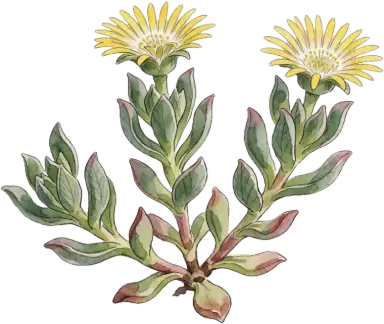 Hardy Ice Plant