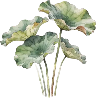 Sacred Lotus