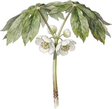 Mayapple