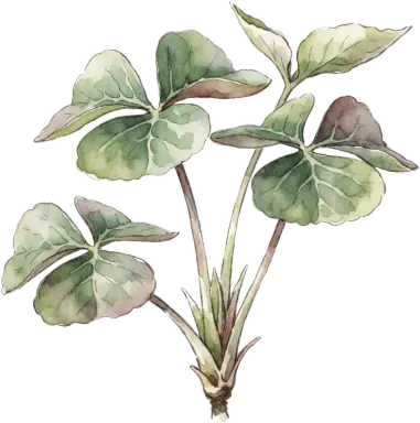 Oca (New Zealand Yam)