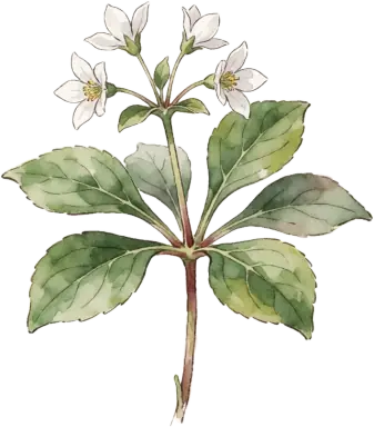 Pachysandra