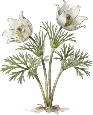 Pasque Flower