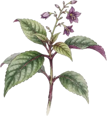 Persian Shield