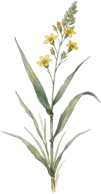 Prairie Dropseed