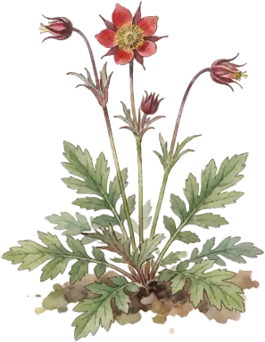 Prairie Smoke