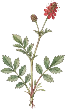 Salad Burnet