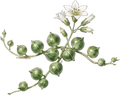 String of Pearls