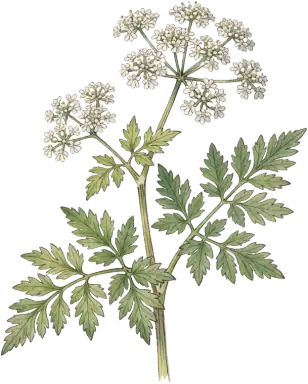 Sweet Cicely