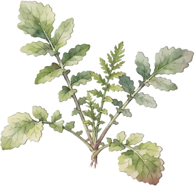 Tillage Radish (Daikon Cover Crop)