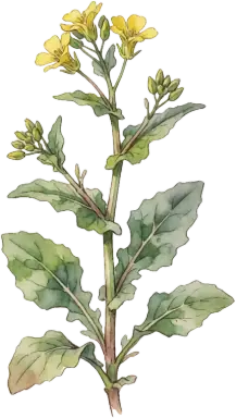Turkish Rocket