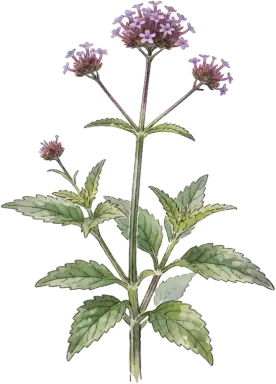 Tall Verbena