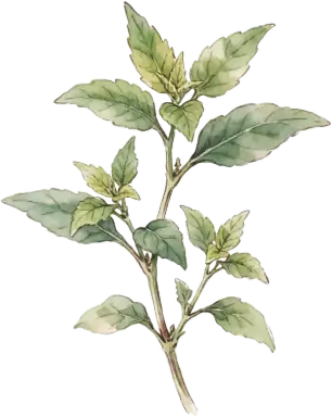 Vietnamese Coriander (Rau Ram)