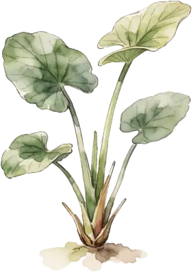 Water Chestnut (Chinese)