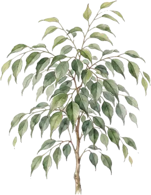 Weeping Fig