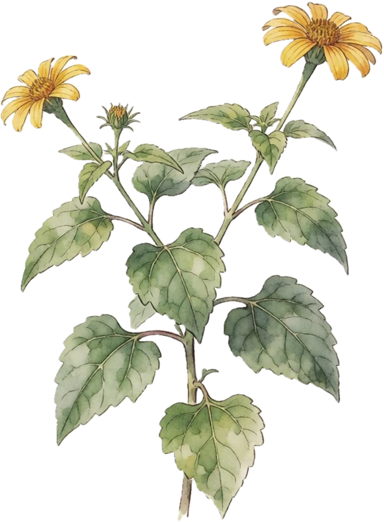 Botanical illustration of Mexican Sunflower (Tithonia)