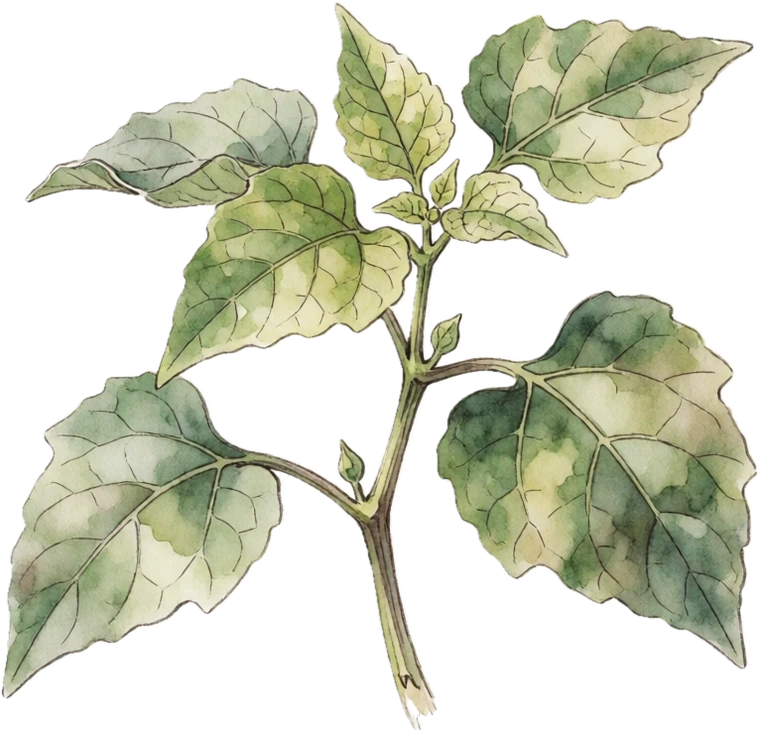 Botanical illustration of Tomatillo