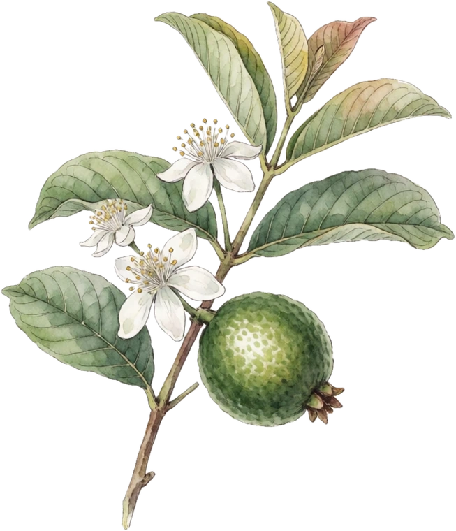Botanical illustration of Guava