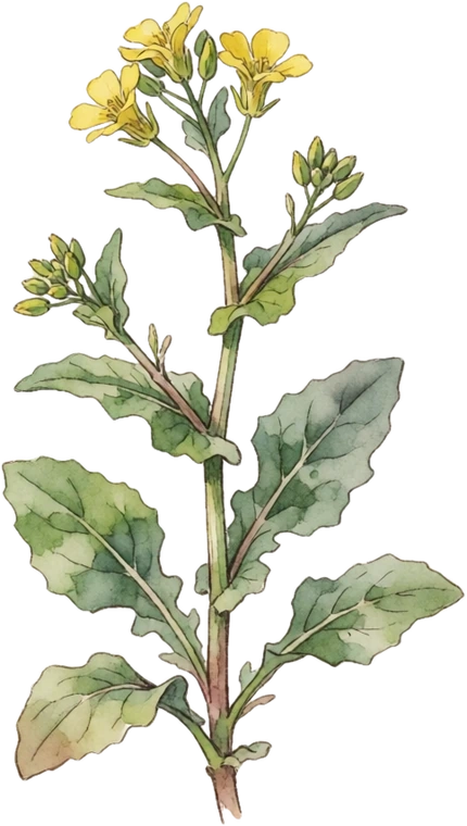 Botanical illustration of Turkish Rocket