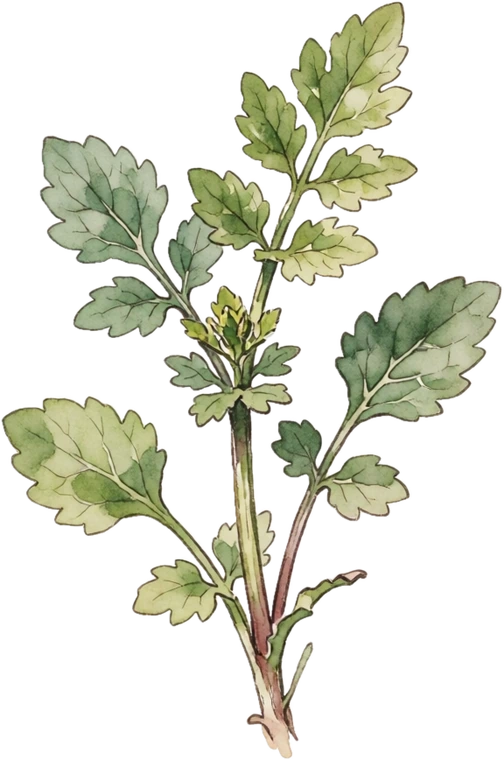 Botanical illustration of Upland Cress (Land Cress)