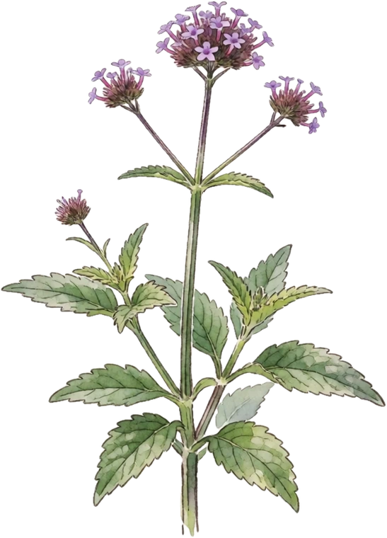 Botanical illustration of Tall Verbena