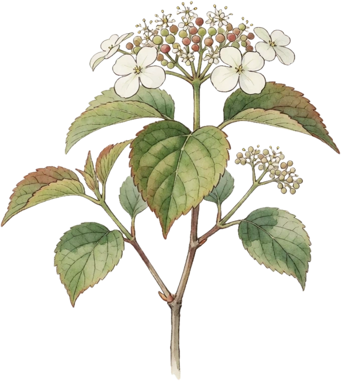 Botanical illustration of Arrowwood Viburnum
