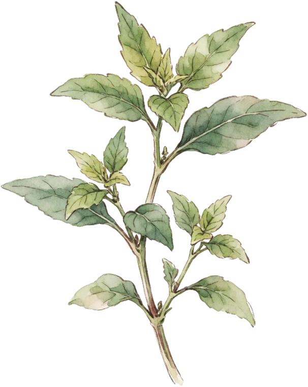 Botanical illustration of Vietnamese Coriander (Rau Ram)